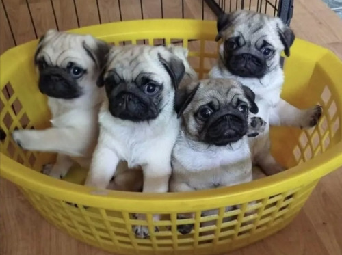 Pug Carlino Cachorros Machos Beige Con Máscara Negra