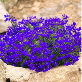 Semillas De Lobelia Azul Organicas Ideal Huerta Jardin