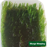 Musgo Weeping Moss Linda Planta Aquário Plantado P/ Troncos