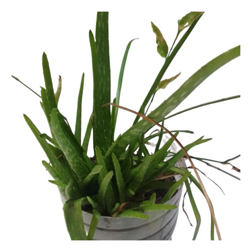 Planta Aloe Vera, Sábila. Sin Agroquímicos