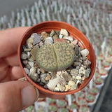 Semillas Cactus -  Lithops Bromfieldii