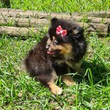 Lulu Da Pomerânia Fêmea 