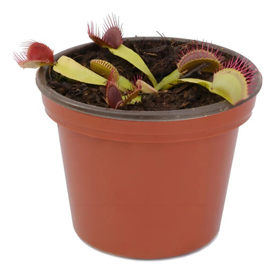 Sustrato Ecovoraz 3 Plantas Carnívoras Nutrientes Turbavoraz Nutrivoraz
