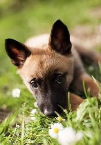 Cachorros Pastor Belga Malinois Perros En Venta En Popayán