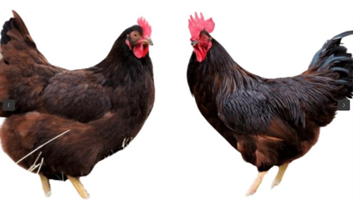 Ovos Galados Rhode Island Red, Poedeira- Colonial Dúzia 