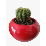 Cactus En Maceta De Ceramica