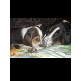 Hermosos Basset Hound Mendoza!