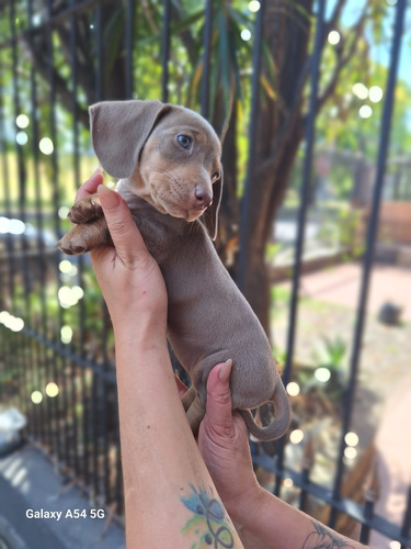 Salchicha Minii (dachshund)