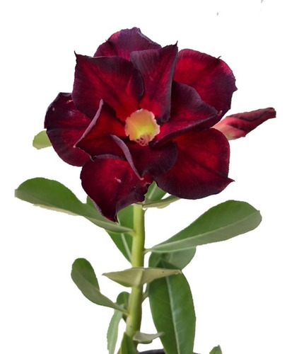 Rosa Do Deserto Adulta Vermelha E Vinho Grande 30cm