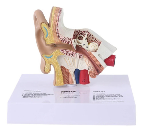 Modelo Anatomico Ouvido Humano Aparelho Auditivo Otorrino