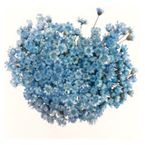 Flores Desidratadas -  2 S. Viva Azul Bebê E 2 Garrafinhas