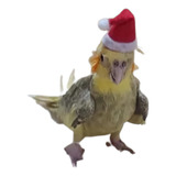 Fantasia Pet Gorro Natal Noel Para Aves Calopsita