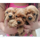 Se Venden Hermosas Cachorros Cocker Spaniel