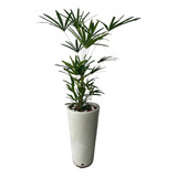 Planta Palmeira Raphis (rafis)  C/ Vaso Decorativo.