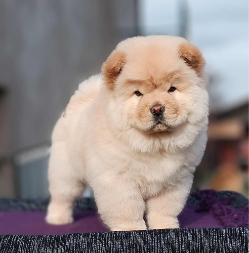 Hermosos Cachorros Chow Chow