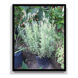 Lavanda Arbustiva Envase 3 Litros 