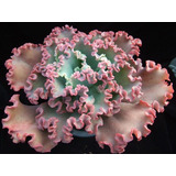 100 Semillas De Suculenta Coral