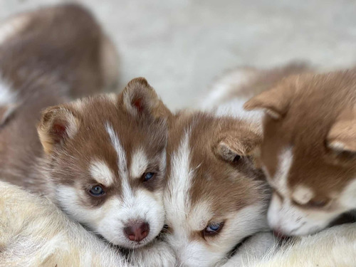 Cachorros,mascotas Husky,lobo Siberiano