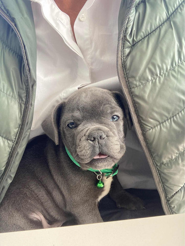 Vendo Cachorro Buldog Francés Blue Con Libreta Y Papeles 