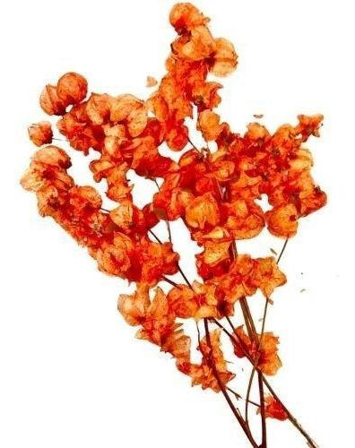 Maço De Bougainville  - Flores Desidratadas