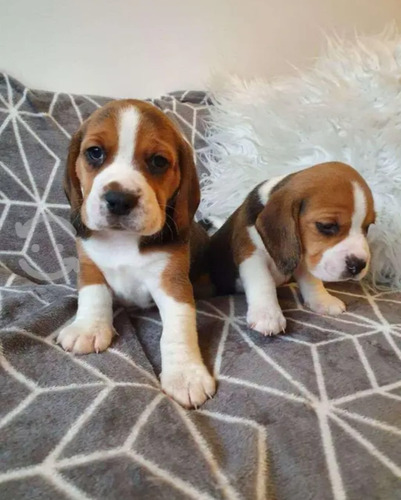 Cachorros Beagle Tricolor