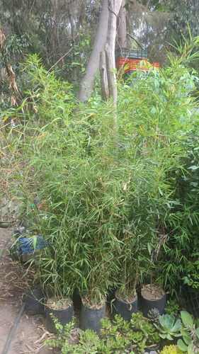 Bambu Plumoso , Bambu Dorado