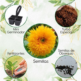 20 Semillas De Flor Girasol Enano + Mini Kit De Germinación