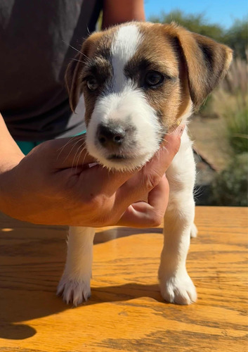 Cachorros Jack Russell Terrier