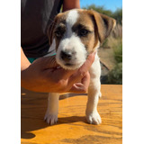 Cachorros Jack Russell Terrier