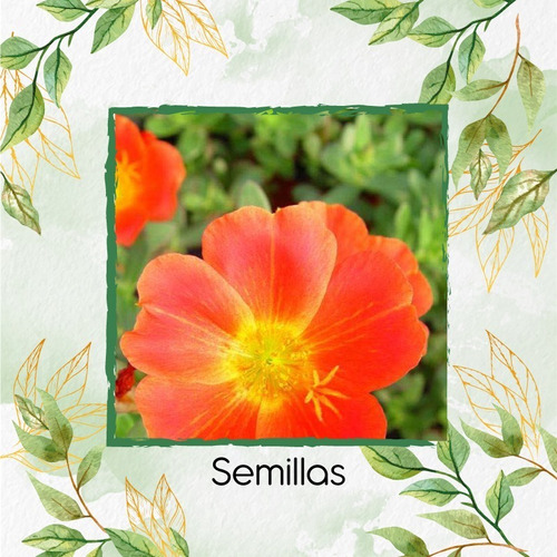 200 Semillas De Flor Portulaca Grandiflora + Obs Germinación