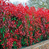 Photinia Cerco Vivo 1,70mt, 20lt, Rap.creci. - Huella Jardin