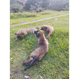 Cachorros Pastor Belga Malinois 