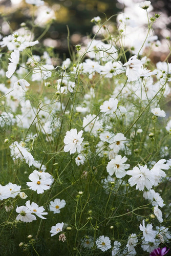 Semillas De Cosmo Blanco Hermosas Flores