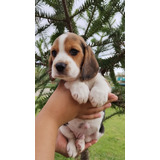 Filhote Perfeito De Beagle Mini ( 13 Polegadas)