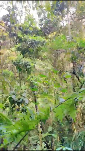 Hermoso Lote Santa Elena Vereda El Placer - Imagen 2