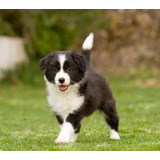 Cachorro Border Collie 06