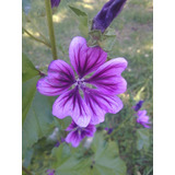 Semillas De Malva Sylvestris Planta Medicinal X 50 U.