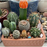 1 Kg De Sustrato Para Cactus  (todas Las Variedades)