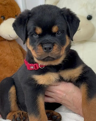 Bonitos Rottweiler | Meses sin interés