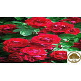 Rosa Roja ( Planta ) Variedad 7 Hermanas Rosal 60 Cm
