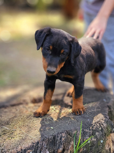 Cachorro Doberman Americano 