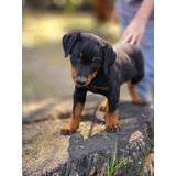 Cachorro Doberman Americano 