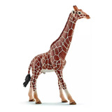 Miniatura Animal Girafa Reticulada Adulto Africa