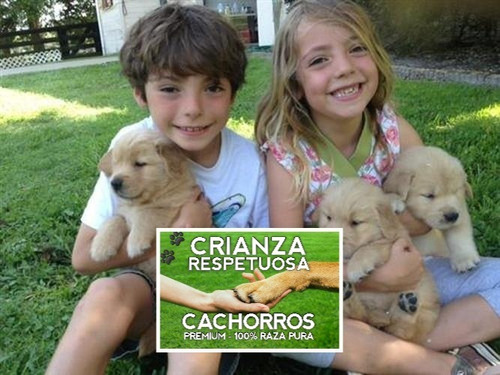 Cachorros Golden 100% Puros, Excelente Linaje, Garantia