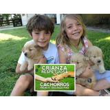 Cachorros Golden 100% Puros, Excelente Linaje, Garantia