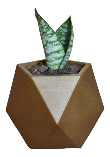 Maceta Minimalista Dorado Interior Suculenta Cactus