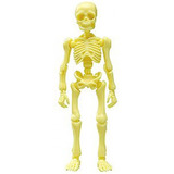 Re-ment Pose Skeleton Human 01 #01 Plátano Calaca Articulada