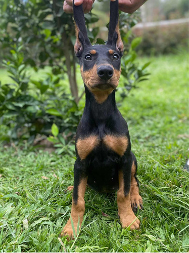 Doberman Negro Fuego (perros De Raza)