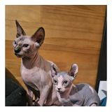 Gatos Sphynx