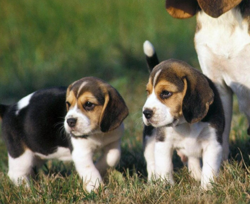 Cachorro De Raza Beagle De 52 Días Vacunado 